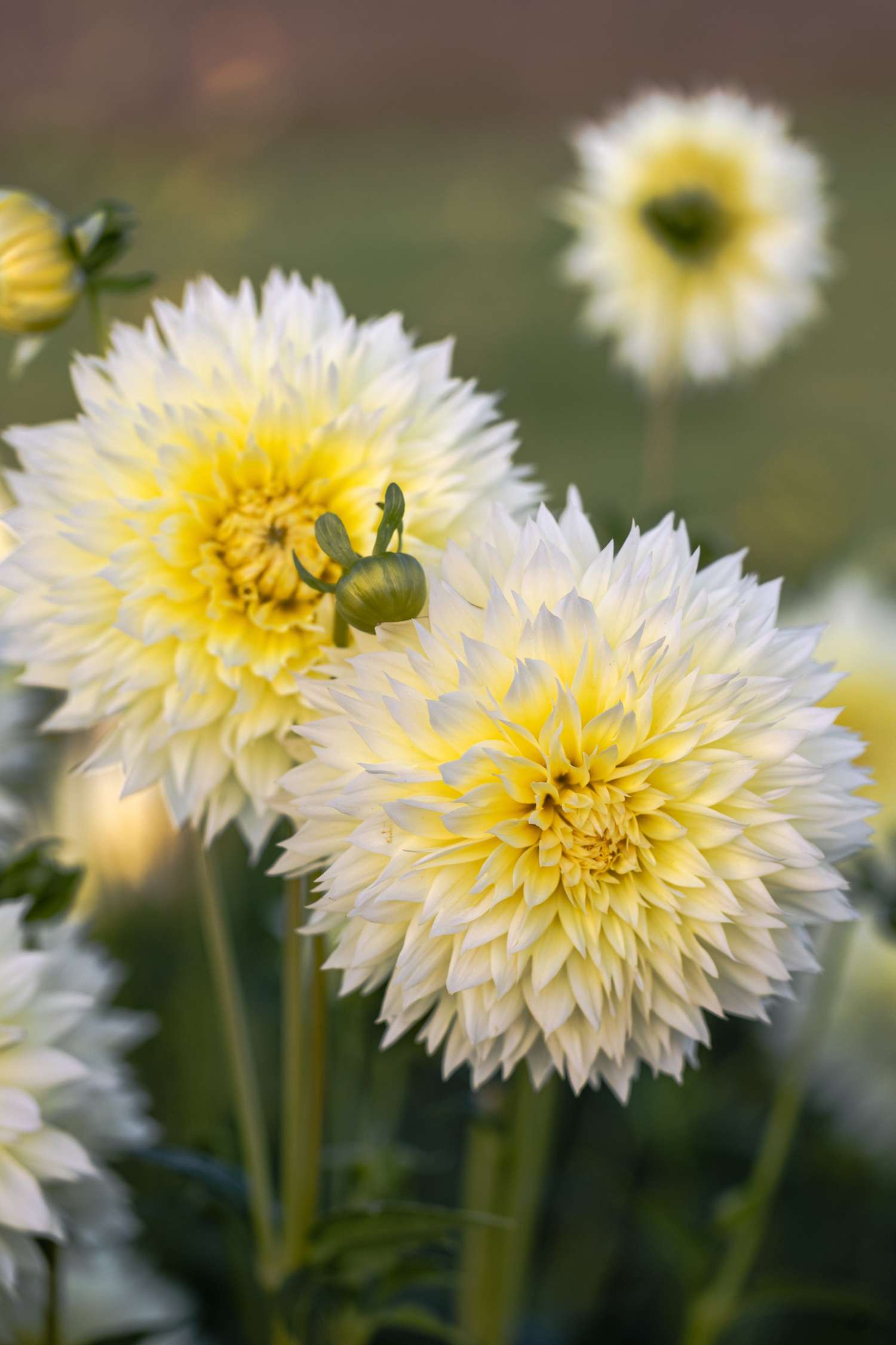 Dahlia 'Canary Fubuki'